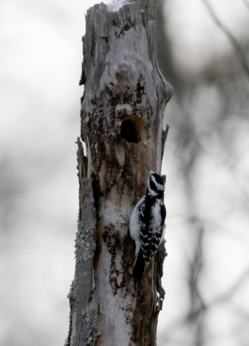 Hairy Woodpecker (Eastern) - ML23208861