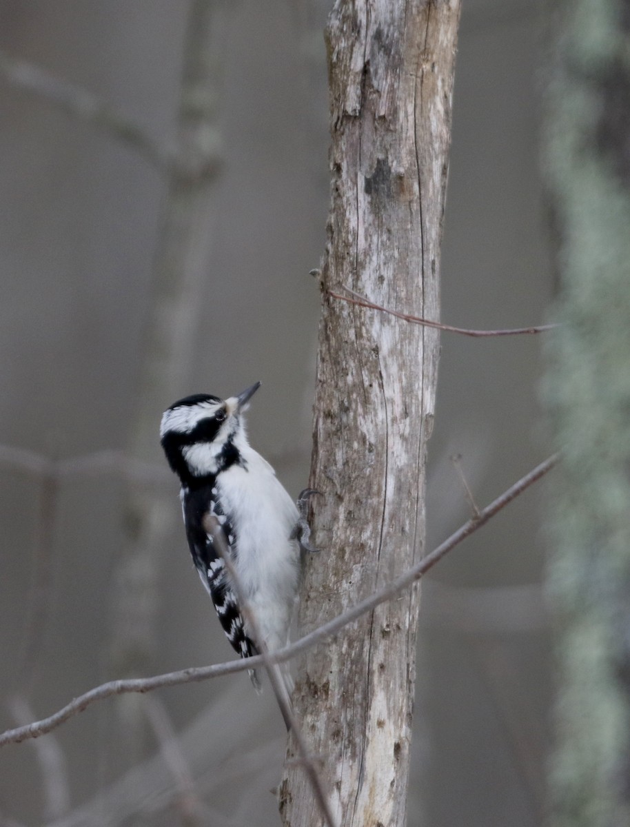 Downy Woodpecker (Eastern) - ML23208891