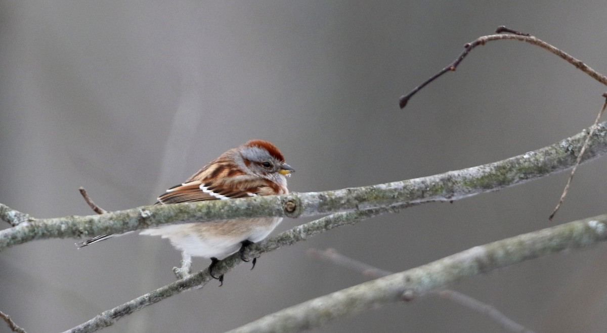 American Tree Sparrow - ML23208921