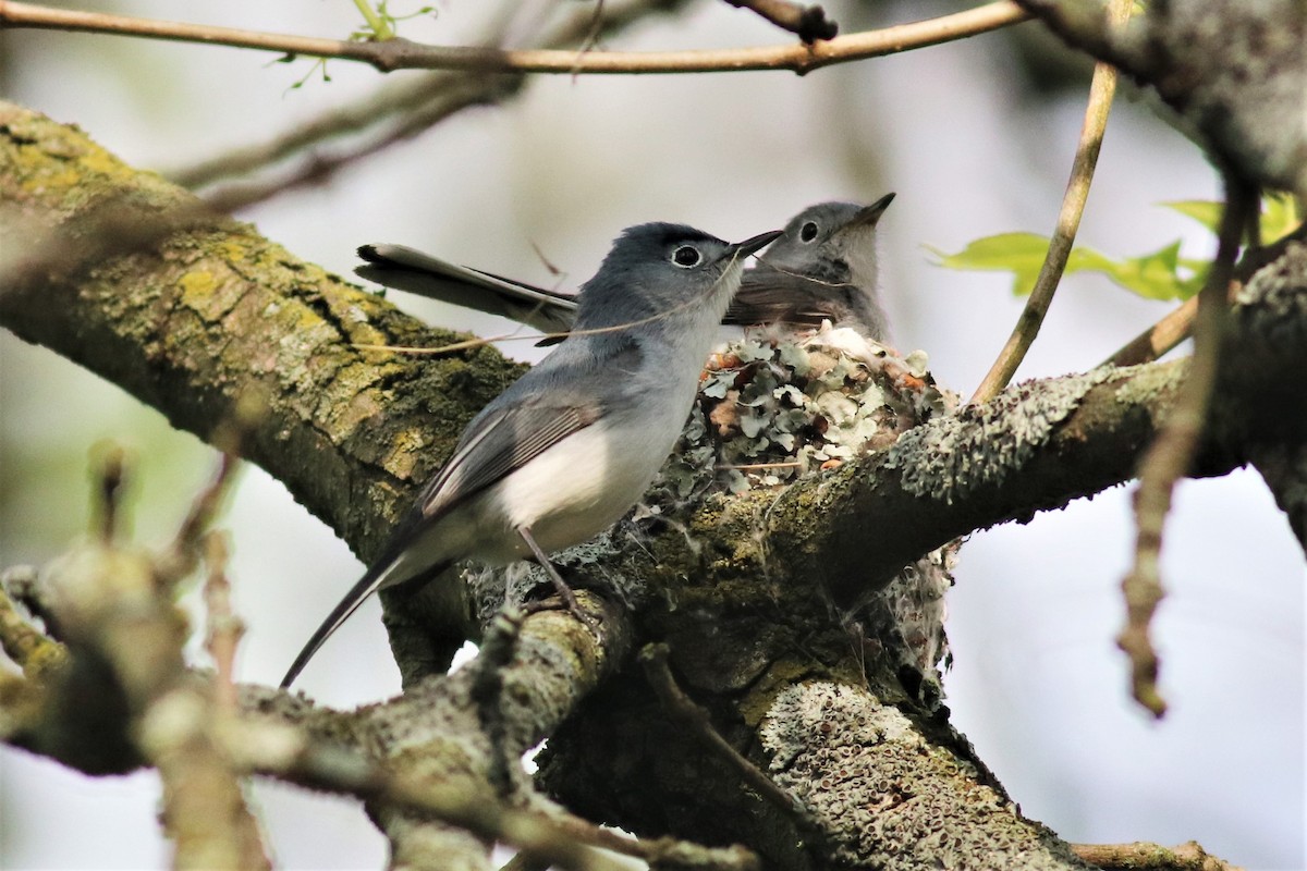 Blue-gray Gnatcatcher ML232090231