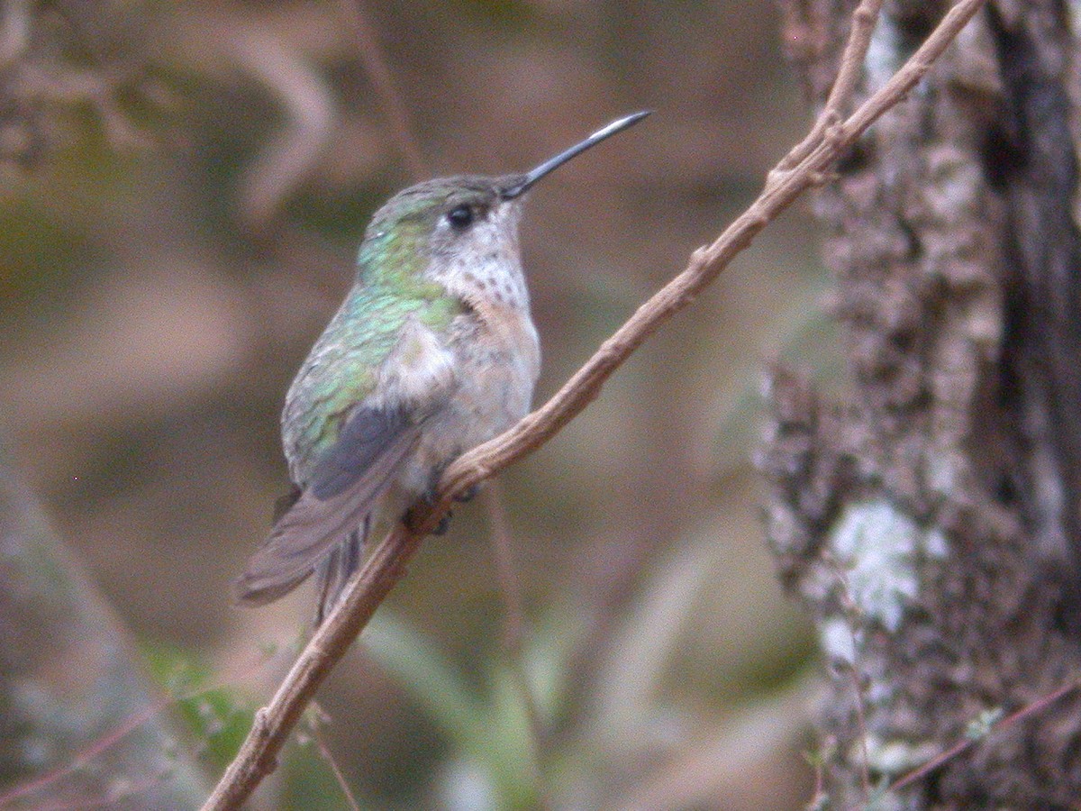 Broad-tailed Hummingbird - Chris Wood