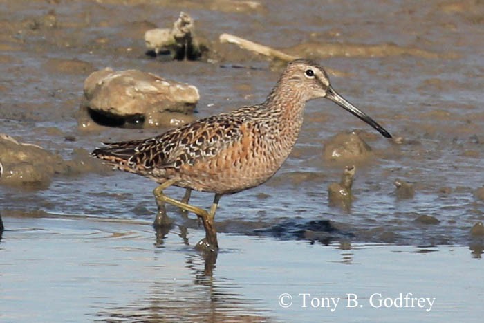 Long-billed Dowitcher - ML232099571