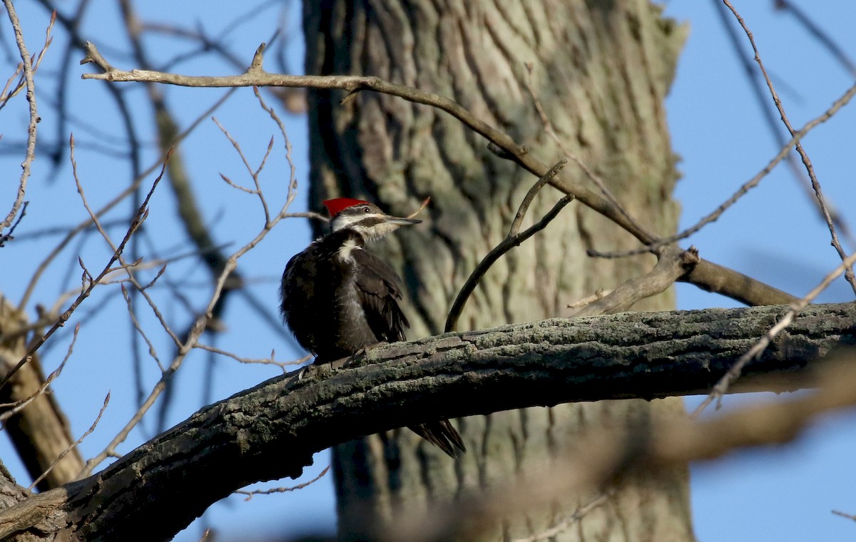 Pileated Woodpecker - ML232108291