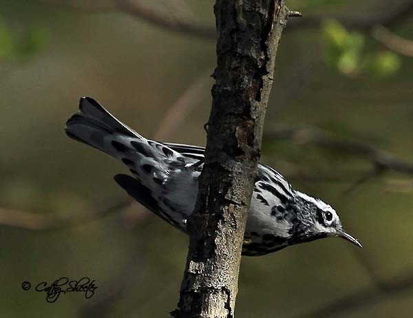 Black-and-white Warbler - ML232113551