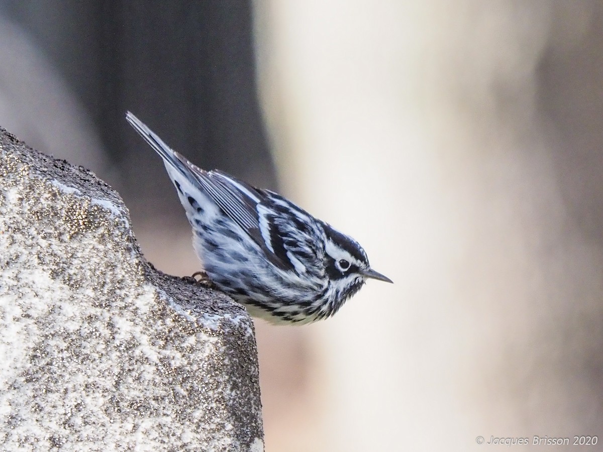 Black-and-white Warbler - Jacques Brisson