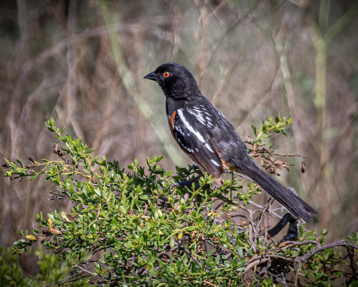 Spotted Towhee - ML232125481