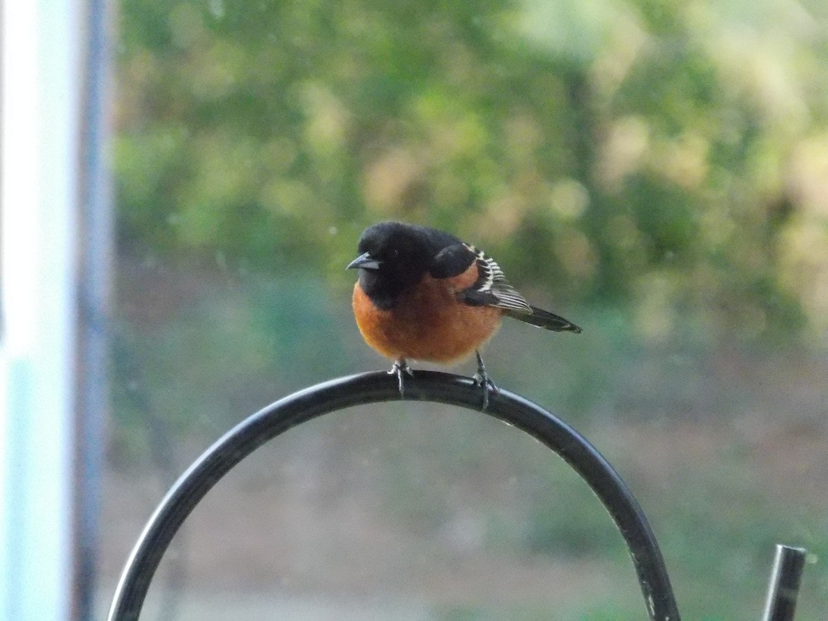 Orchard Oriole - ML232129541