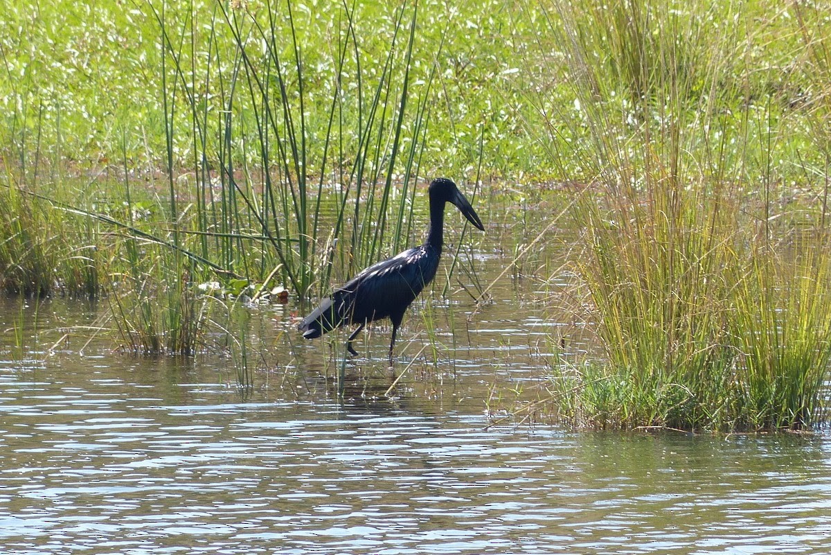 African Openbill - Andy Frank