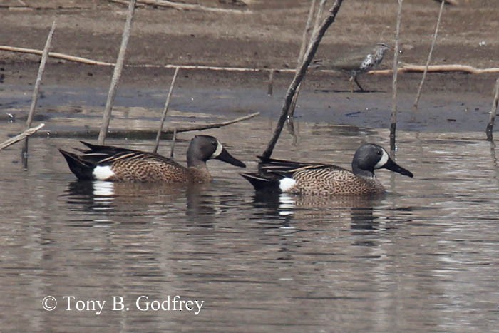 Blue-winged Teal - ML232133691