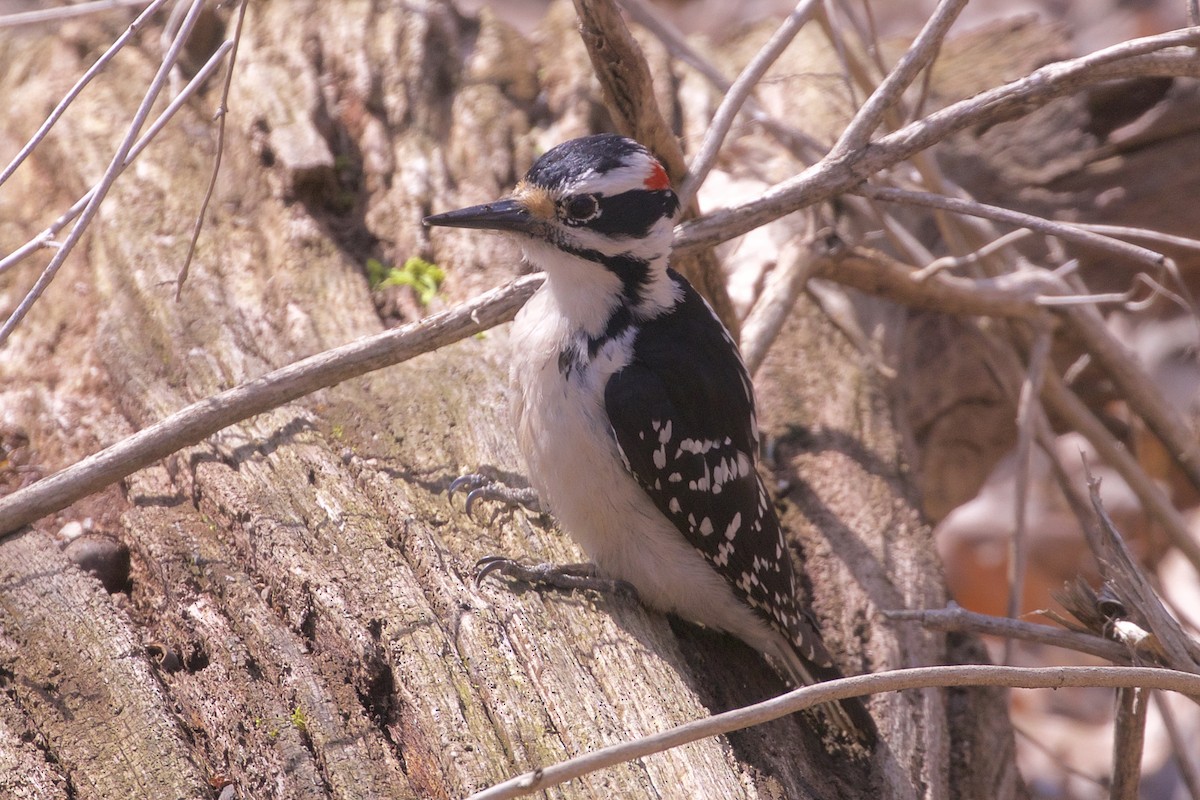 Hairy Woodpecker - Jeanne Verhulst