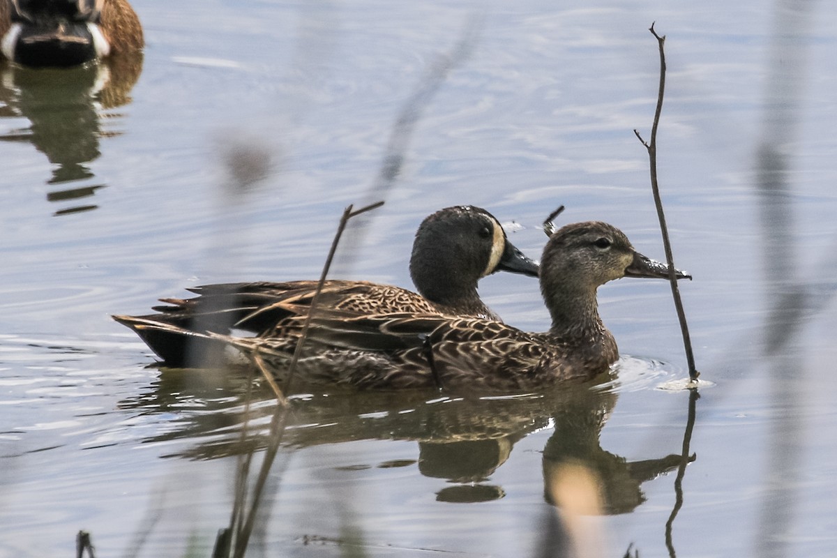 Blue-winged Teal - ML232138461