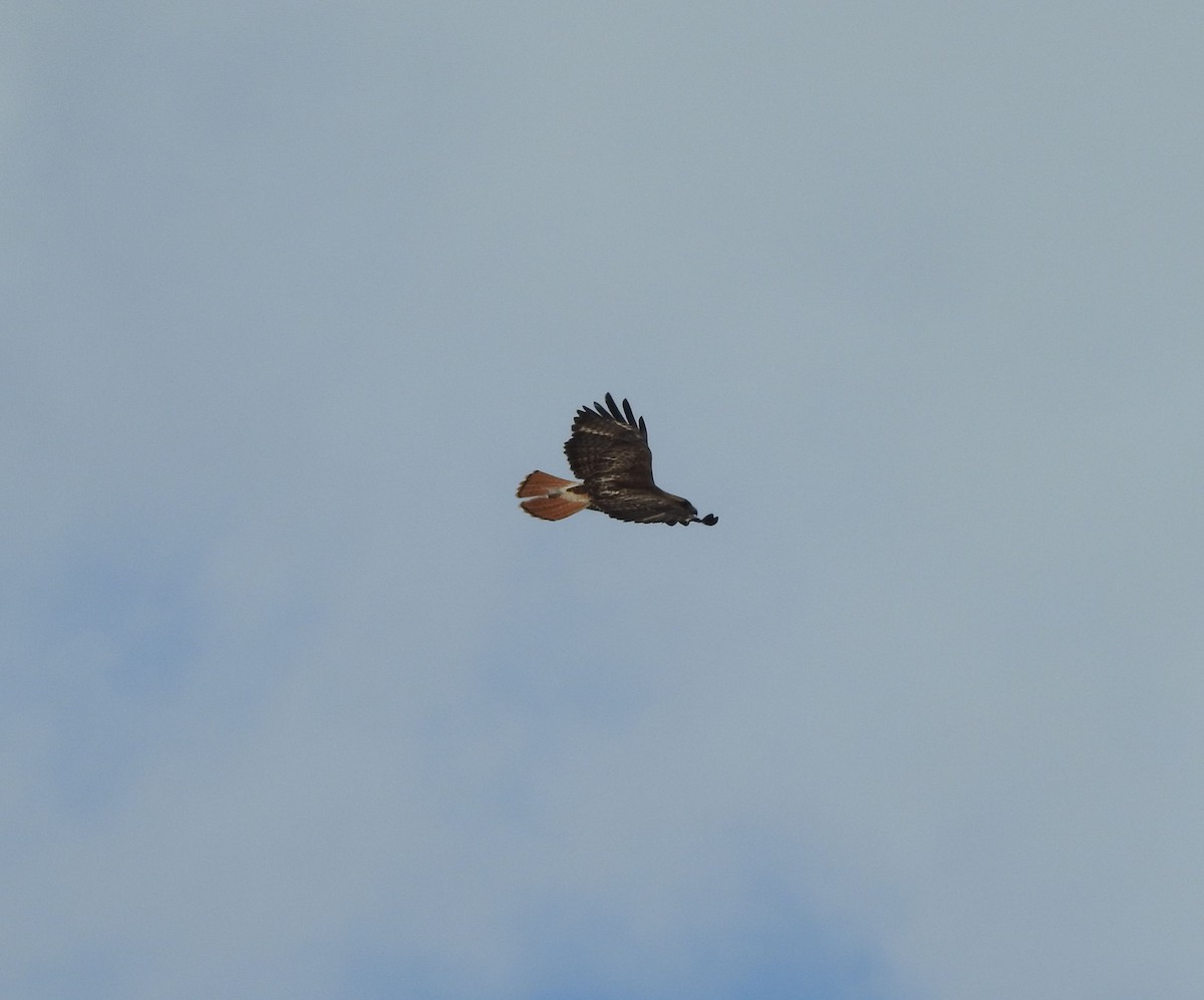 Red-tailed Hawk - ML232139821