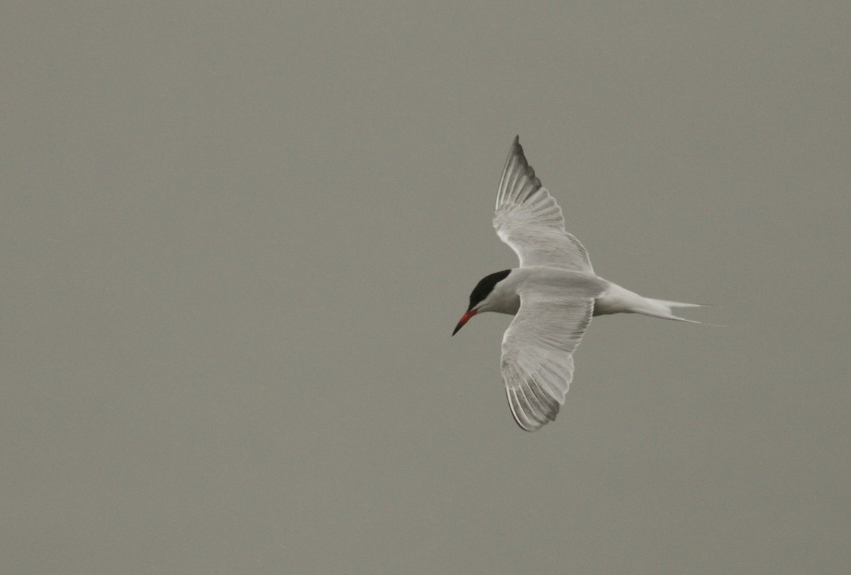 Common Tern - ML232140161