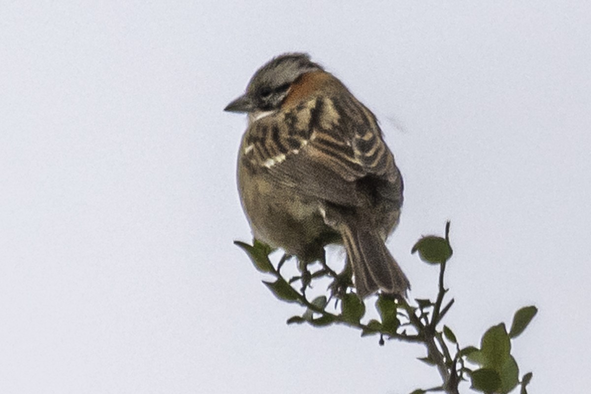 Rufous-collared Sparrow - ML232143911