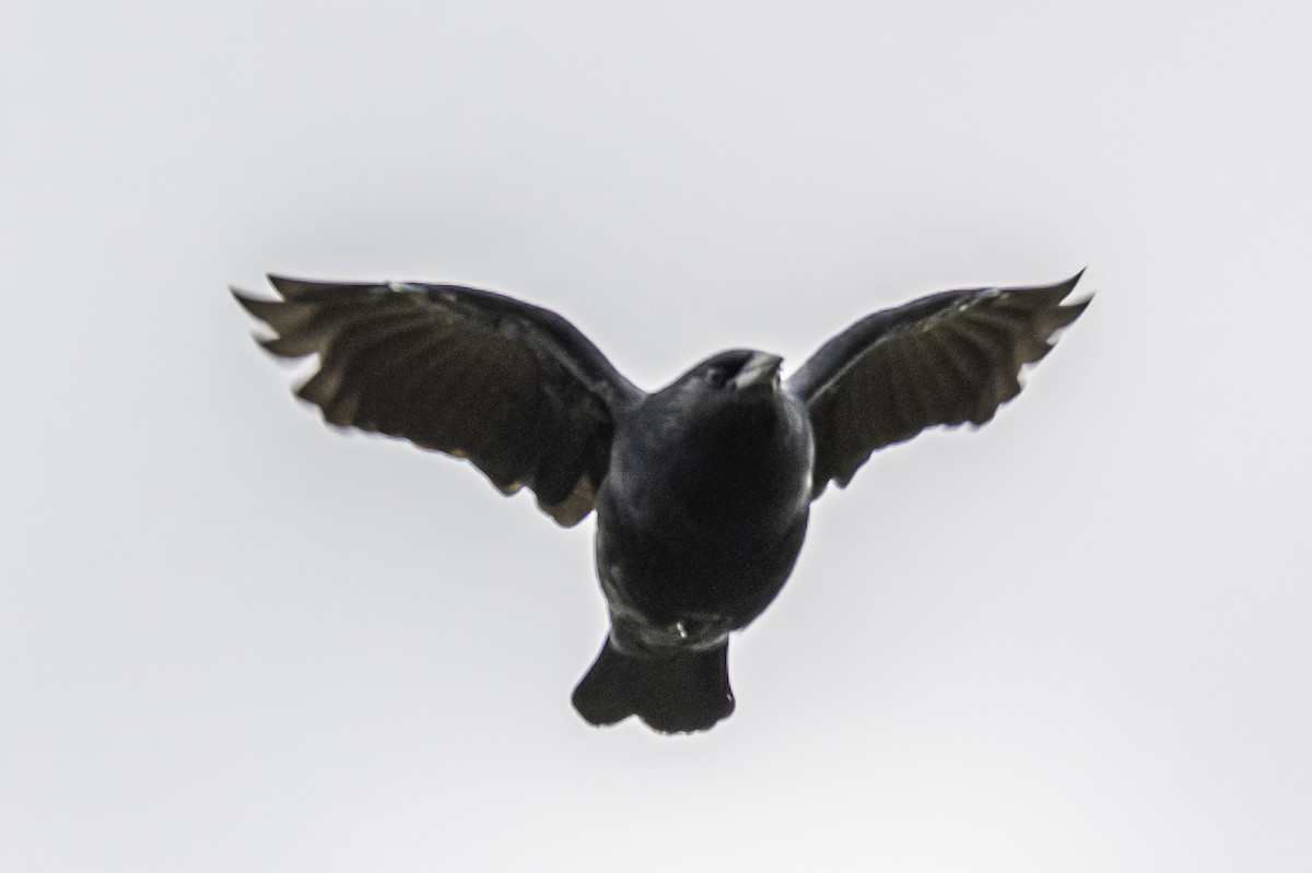 Chopi Blackbird - ML232144191