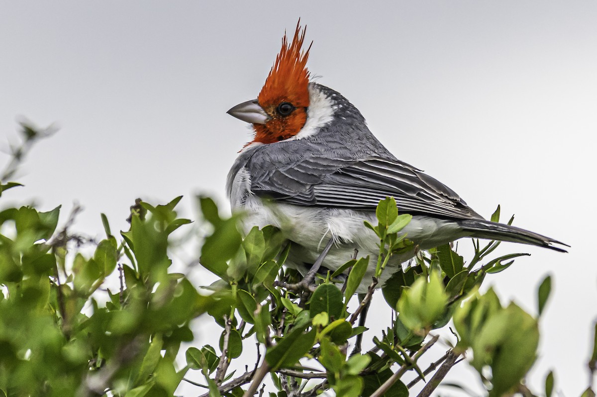 Red-crested Cardinal - ML232144581
