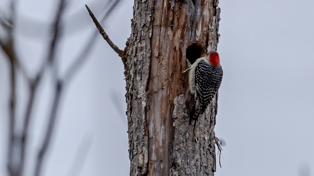 Red-bellied Woodpecker - Bernard Barsalo