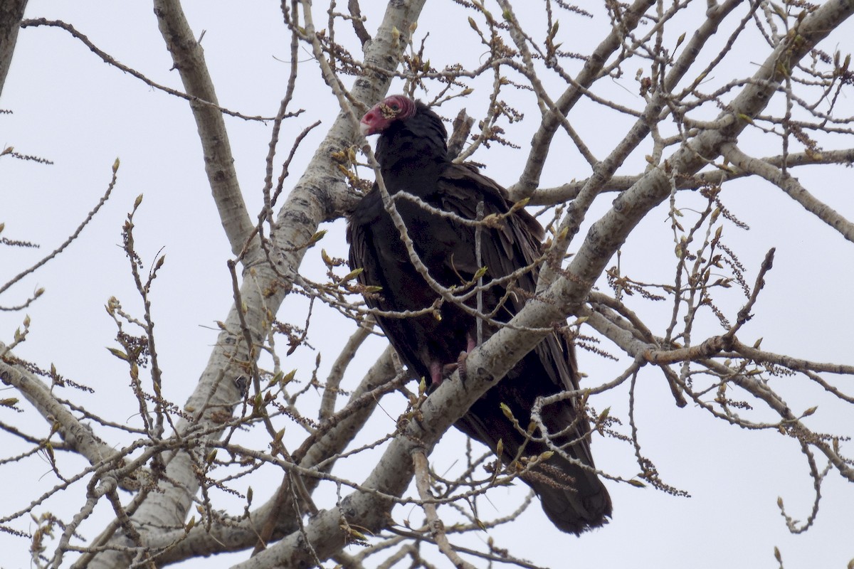 Turkey Vulture - Norm & Martine Legault