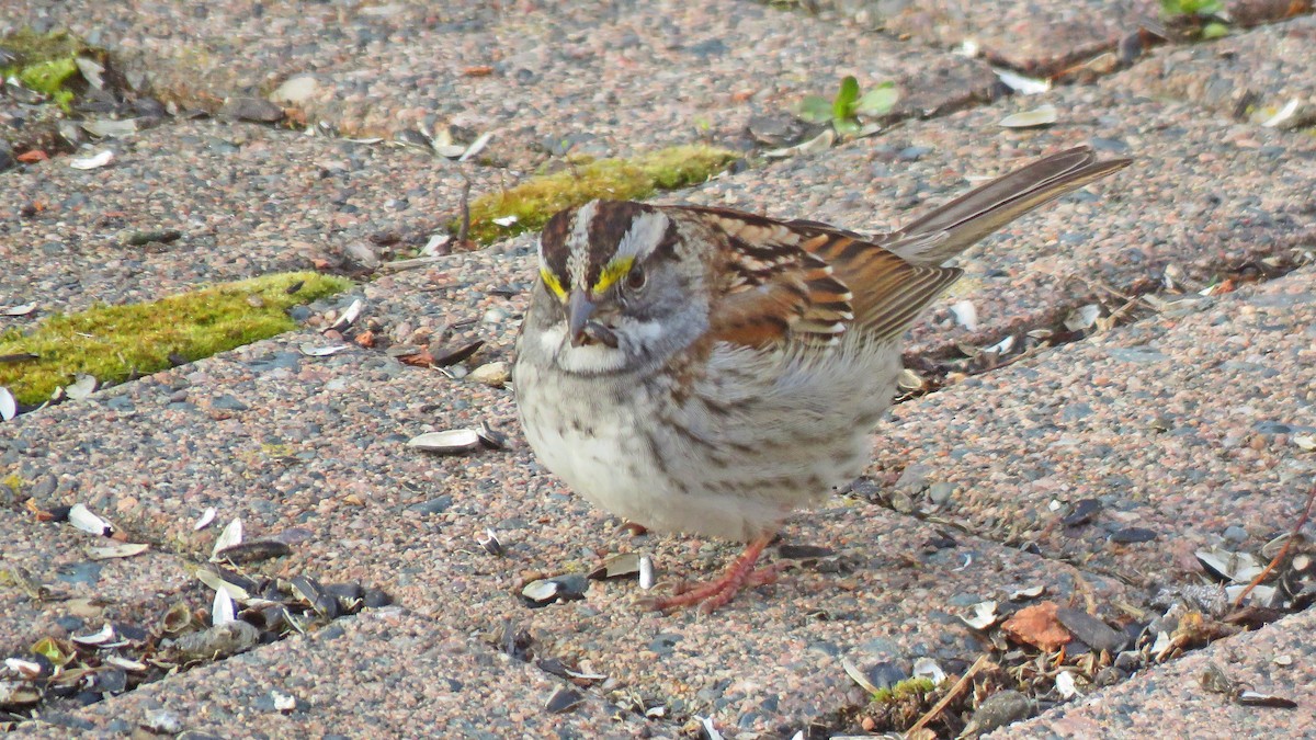 White-throated Sparrow - ML232153791