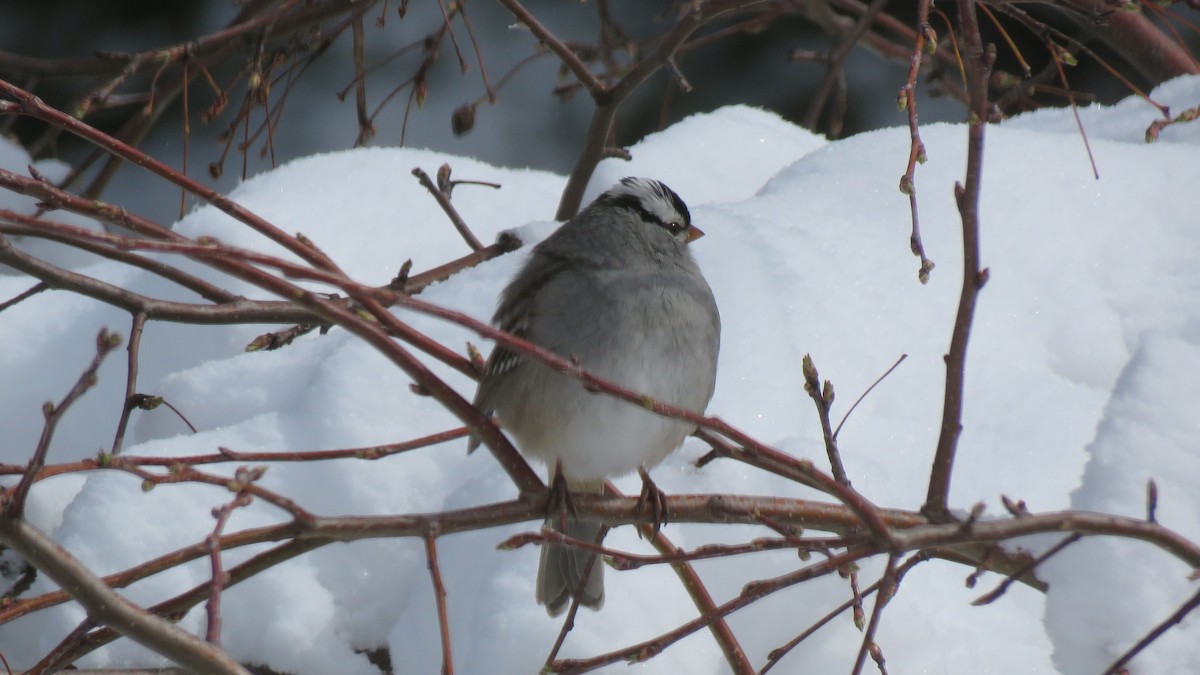 White-crowned Sparrow - ML232154101
