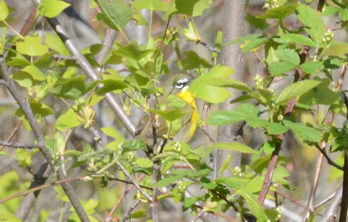 Yellow-breasted Chat - ML232155561