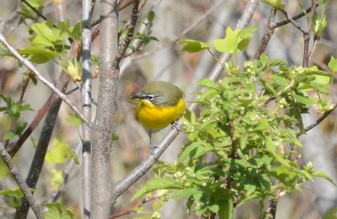 Yellow-breasted Chat - ML232155571