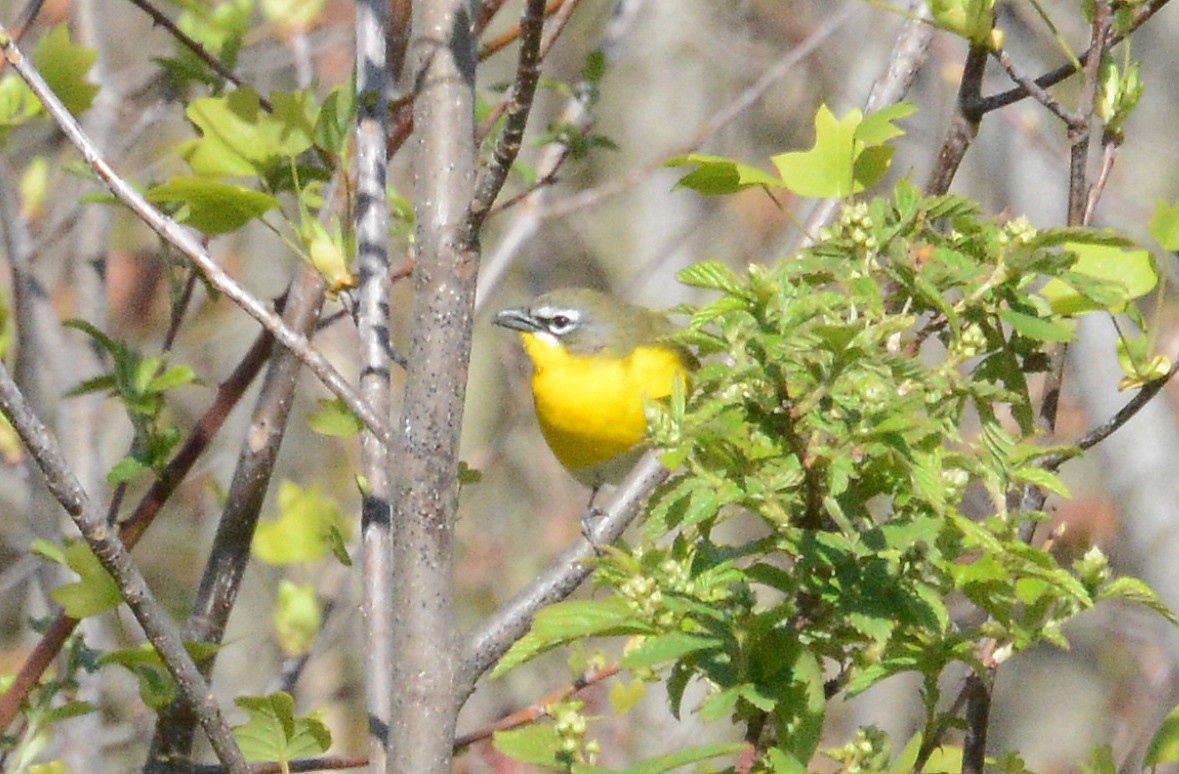 Yellow-breasted Chat - ML232155581