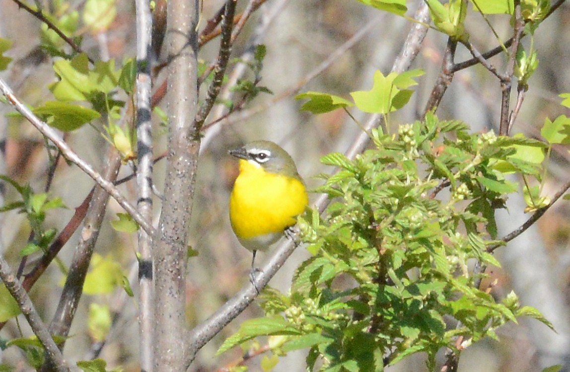 Yellow-breasted Chat - ML232155591