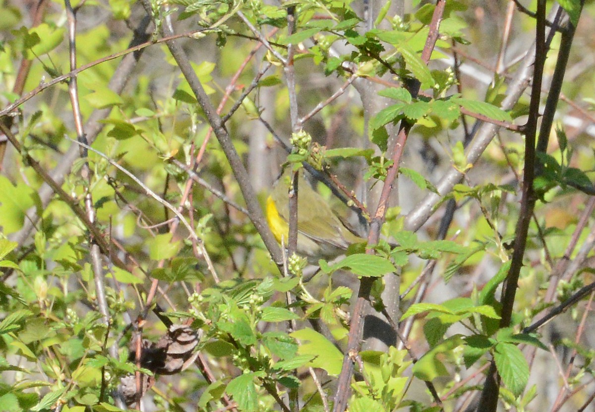 Yellow-breasted Chat - ML232155601