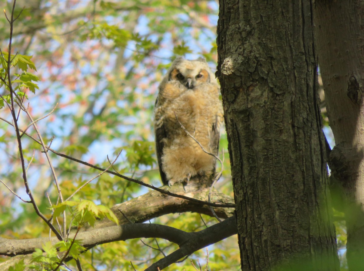 Great Horned Owl - ML232158351