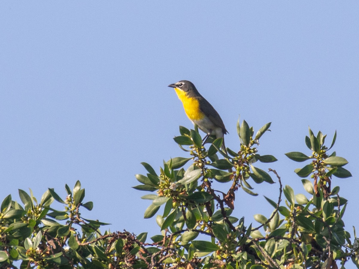 Yellow-breasted Chat - Bruce Aird