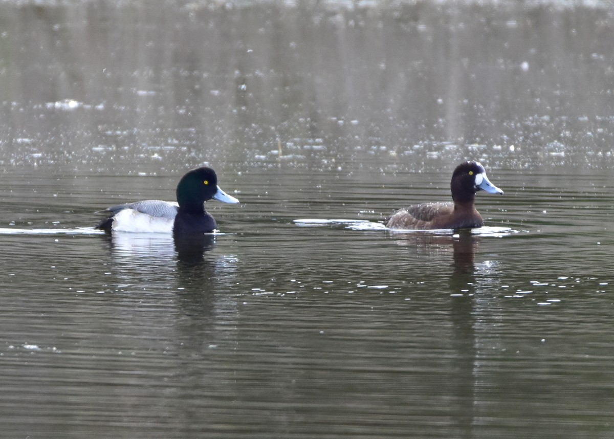 Greater Scaup - ML23216601