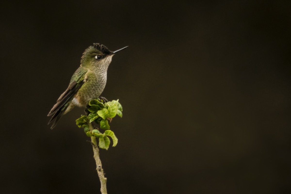 Green-backed Firecrown - ML232170891