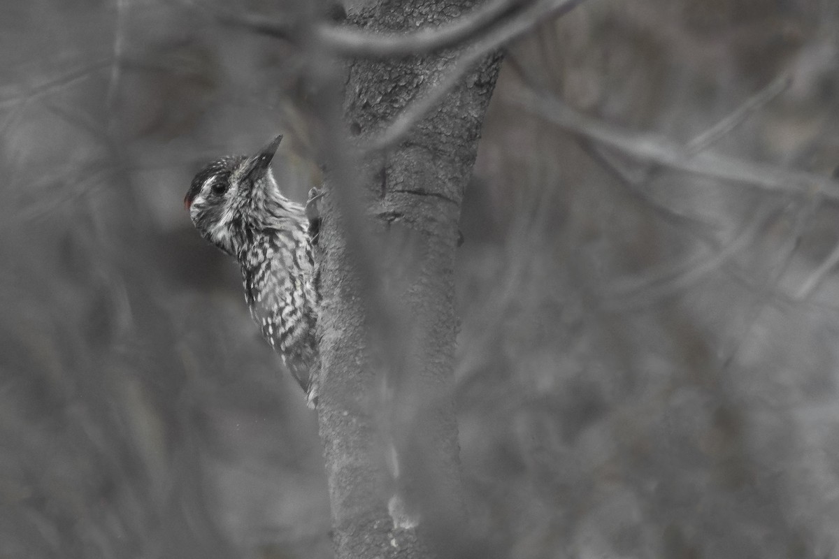 Striped Woodpecker - Bastian Montecinos