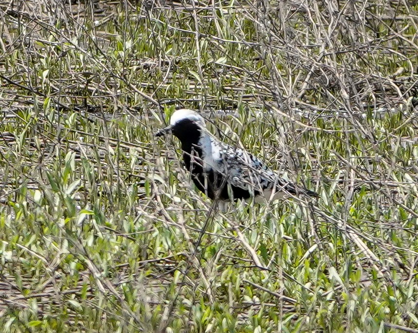 eBird Checklist 8 May 2020 Hackberry Flat WMA 61 species (+4