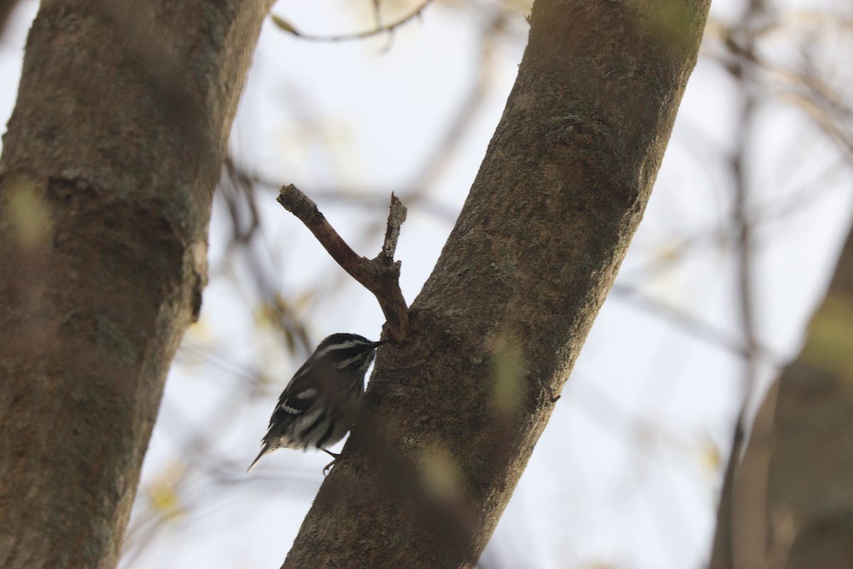 Black-and-white Warbler - ML232176841