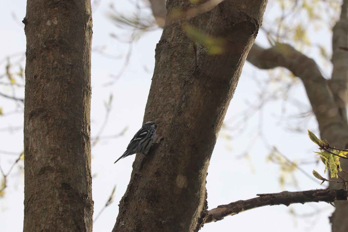 Black-and-white Warbler - ML232176851