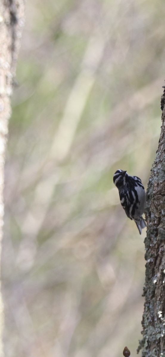 Black-and-white Warbler - ML232178171