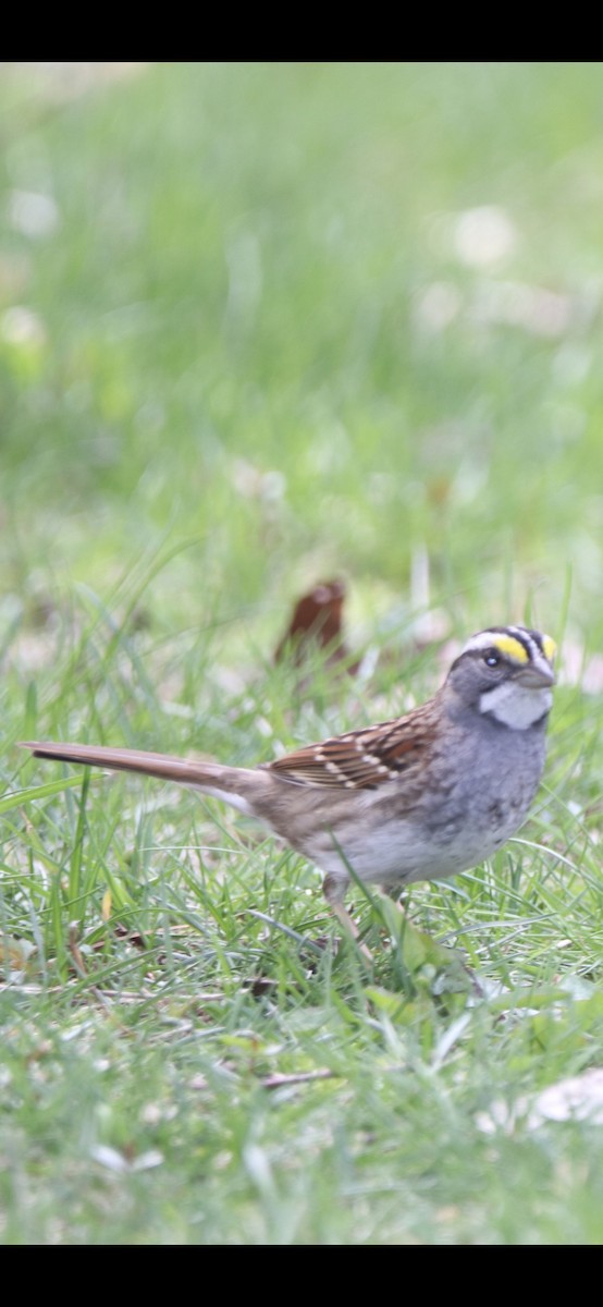 White-throated Sparrow - ML232178481