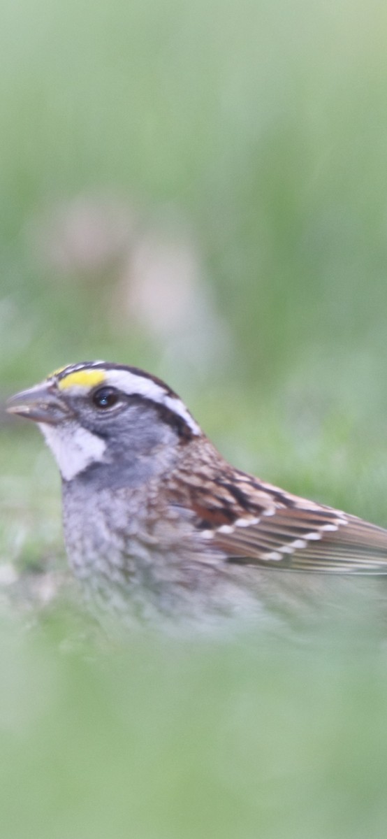 White-throated Sparrow - ML232178491