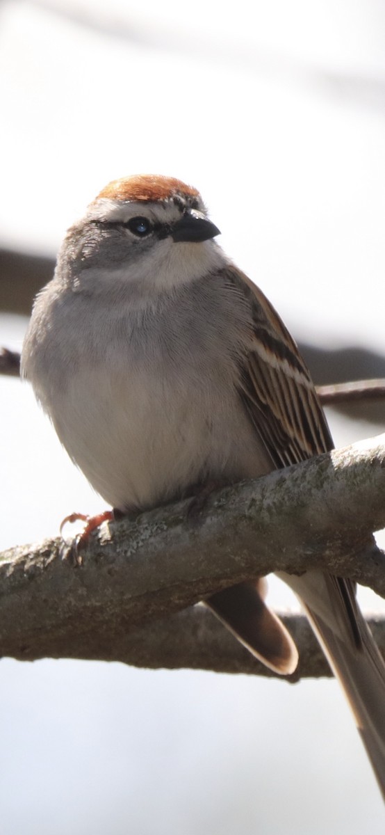 Chipping Sparrow - ML232178721