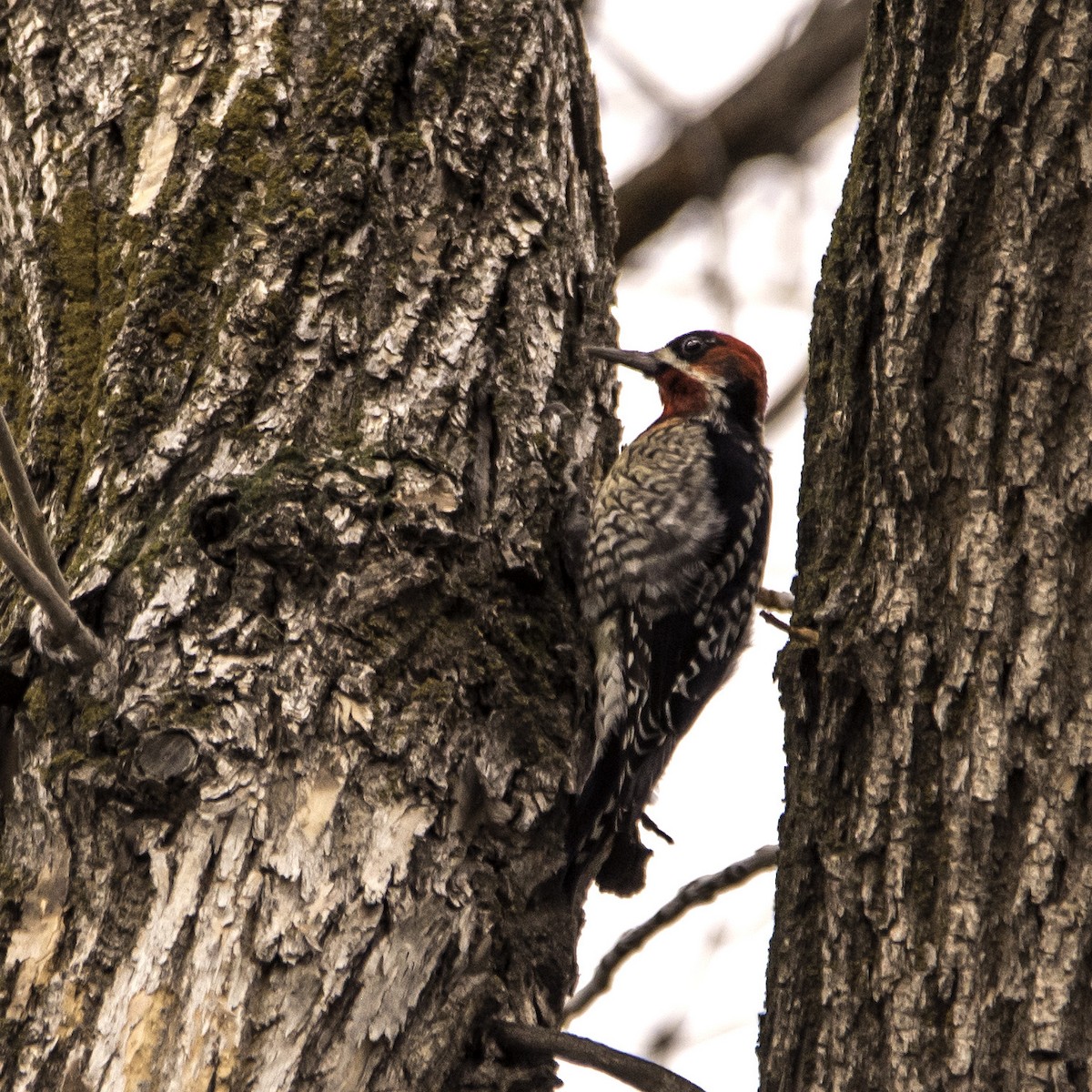 Red-naped x Red-breasted Sapsucker (hybrid) - ML23218121
