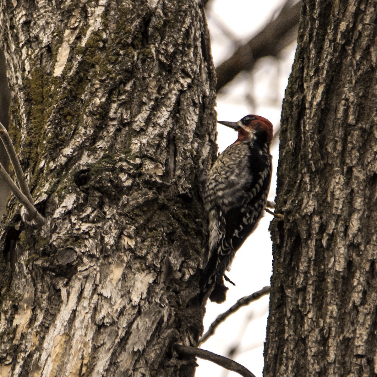 Red-naped x Red-breasted Sapsucker (hybrid) - ML23218131