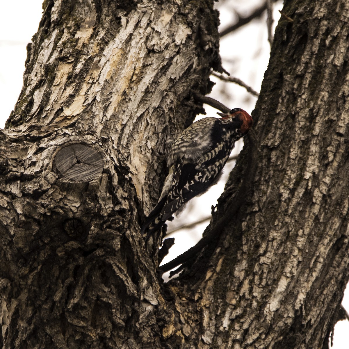 Red-naped x Red-breasted Sapsucker (hybrid) - ML23218141