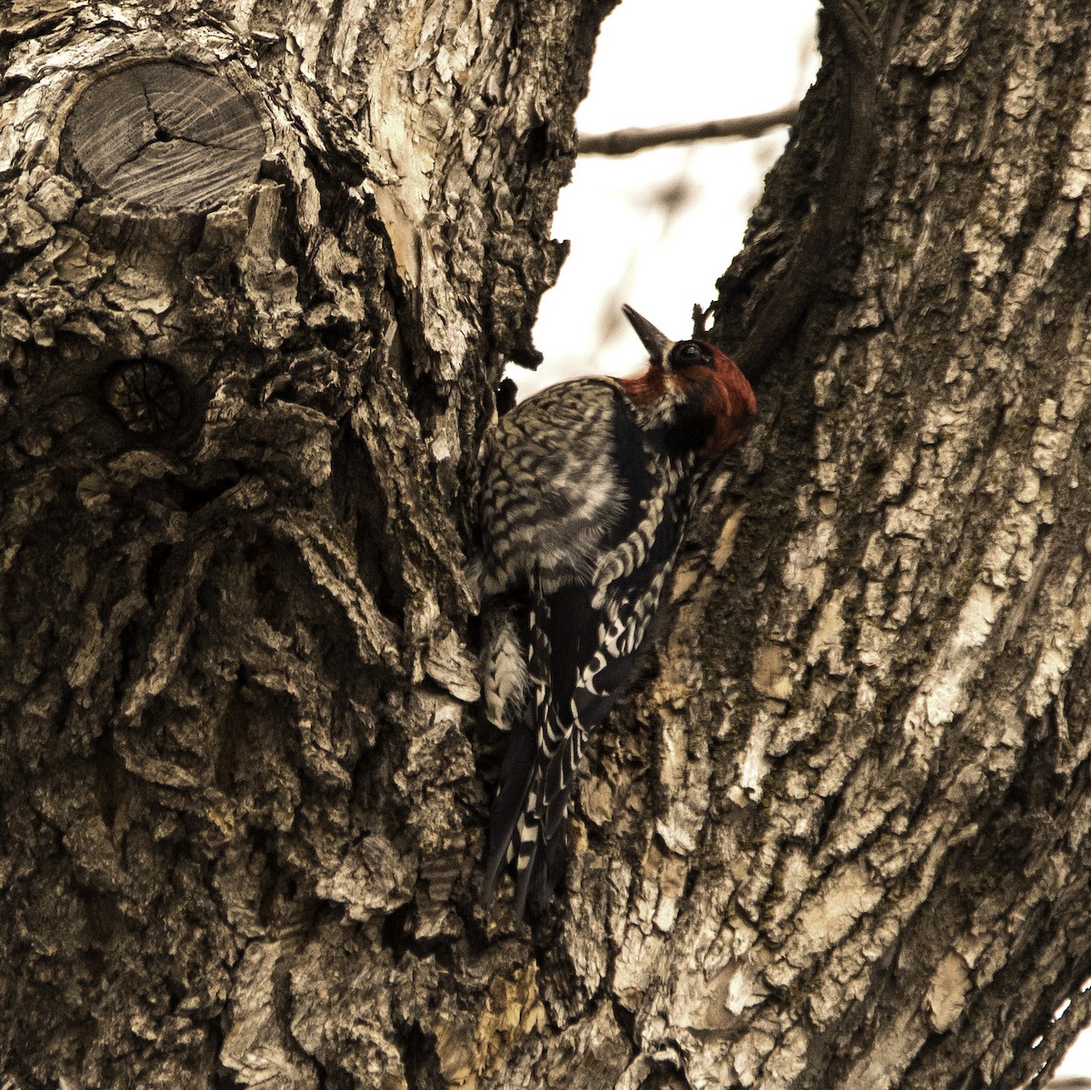 Red-naped x Red-breasted Sapsucker (hybrid) - ML23218151