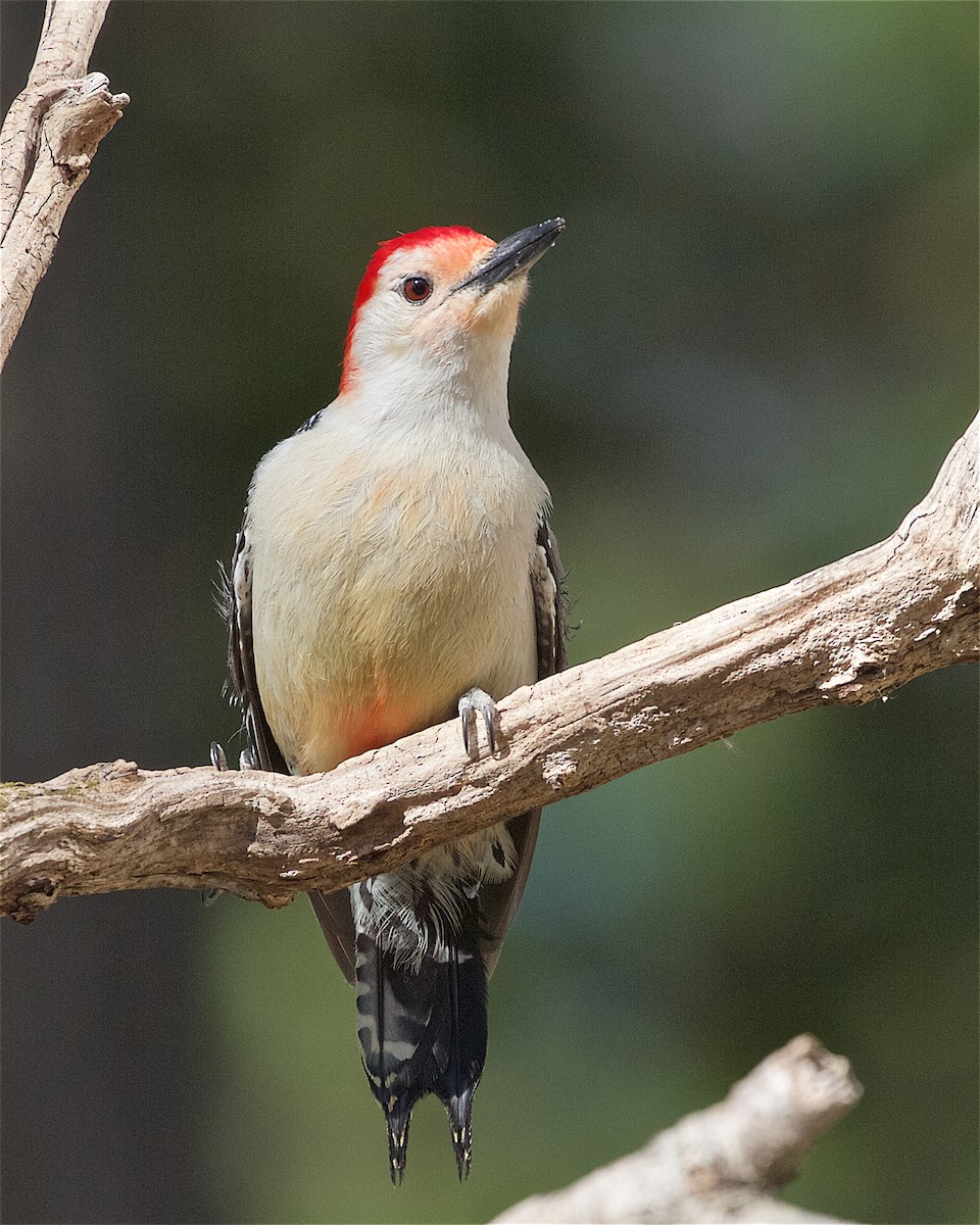 Red-bellied Woodpecker - ML232182741