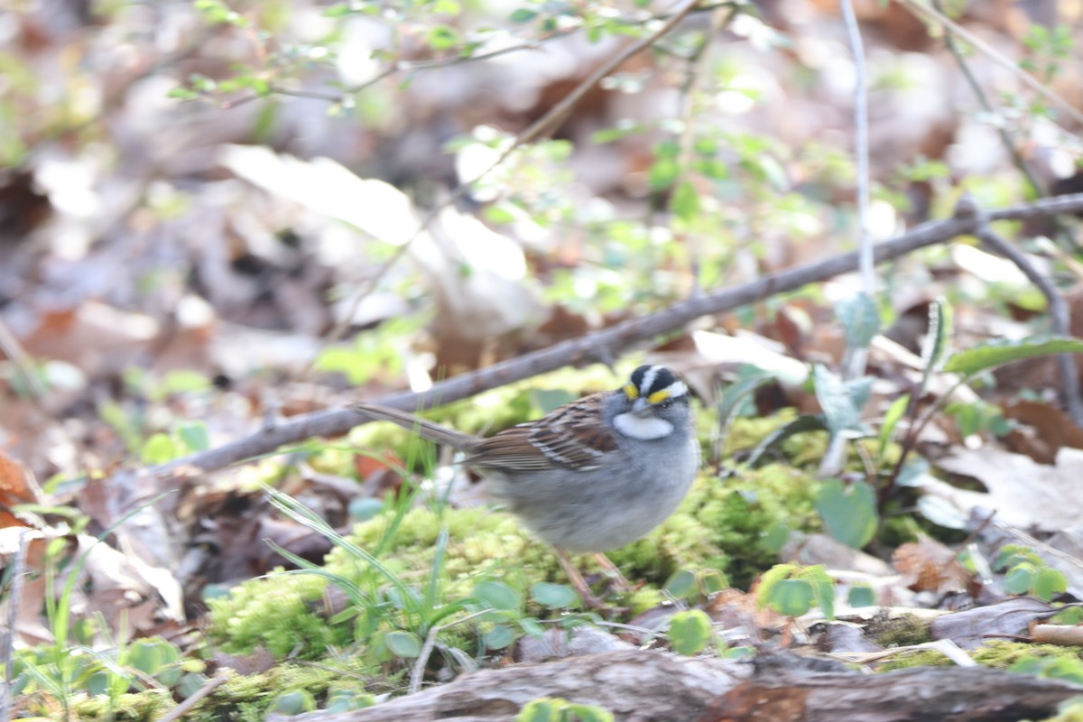 White-throated Sparrow - ML232184251