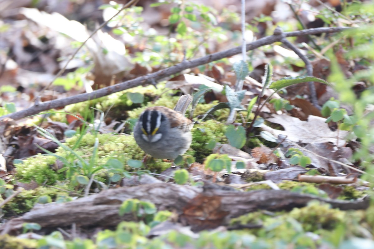 White-throated Sparrow - ML232184261