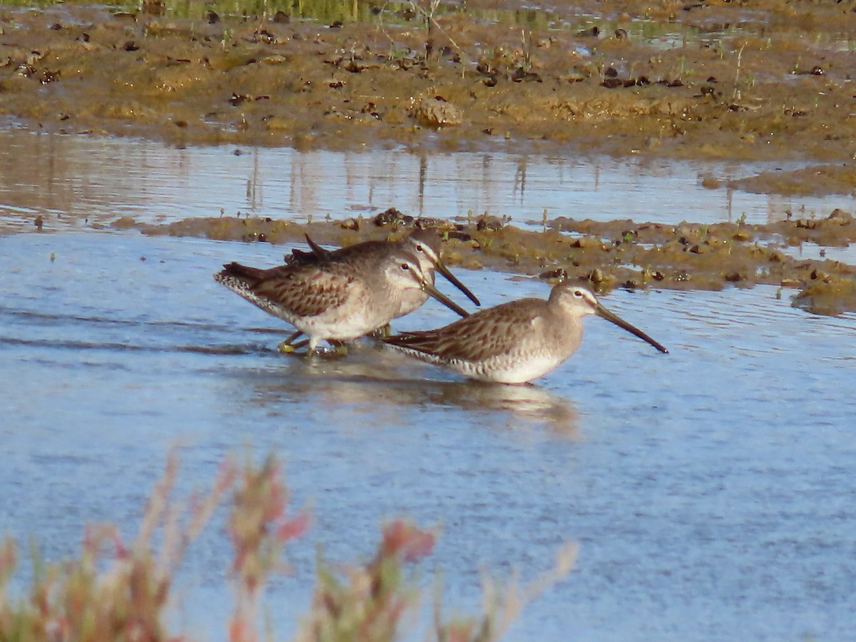 Long-billed Dowitcher - ML232184371