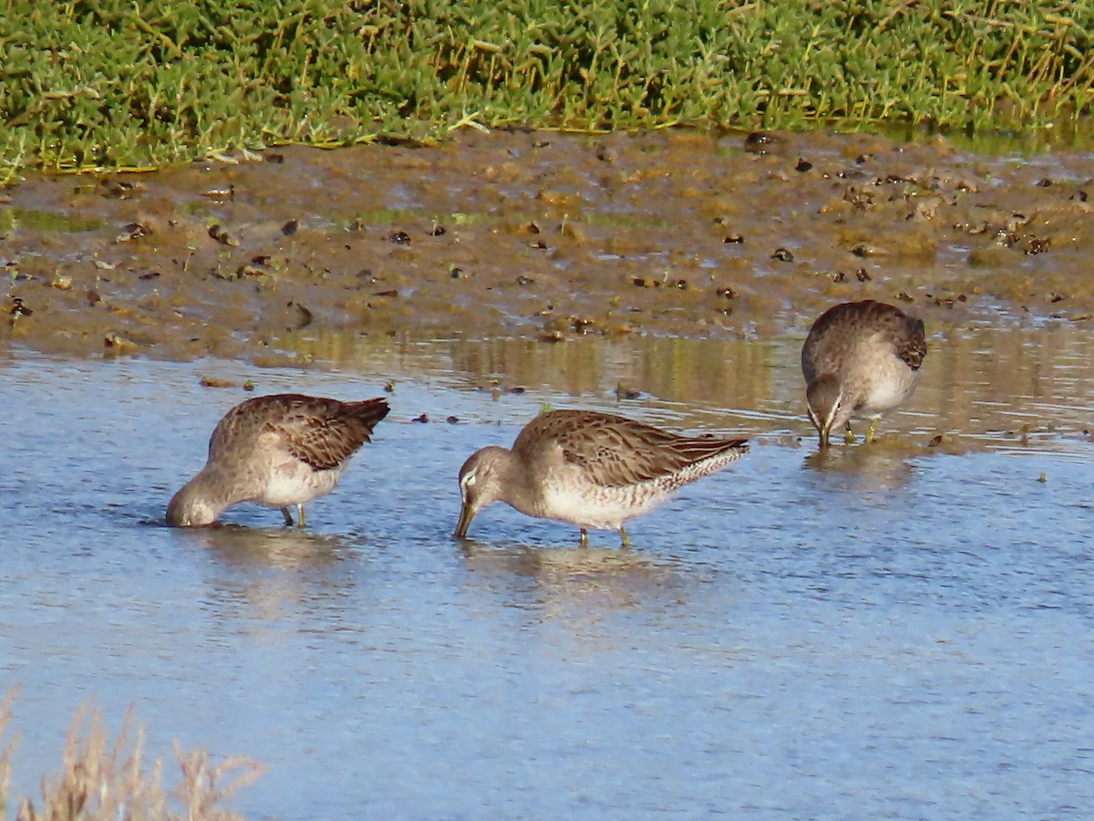 Long-billed Dowitcher - ML232184401